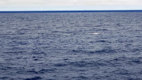 Blauwal-Taucht-Bei-Rauem-Offshore-Wetter-Auf