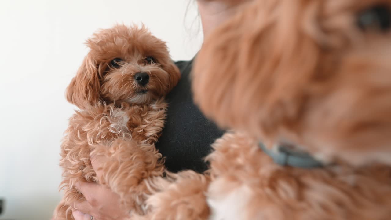 Persona che tiene in braccio due adorabili cuccioli marroni e soffici