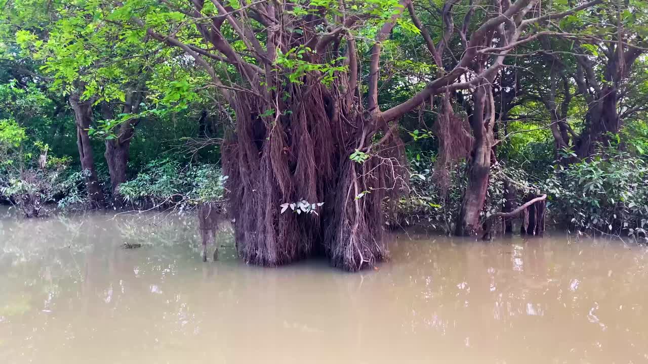 Sundarbans of Sylhet, Ratargul Swamp Forest with banyan trees in Bangladesh