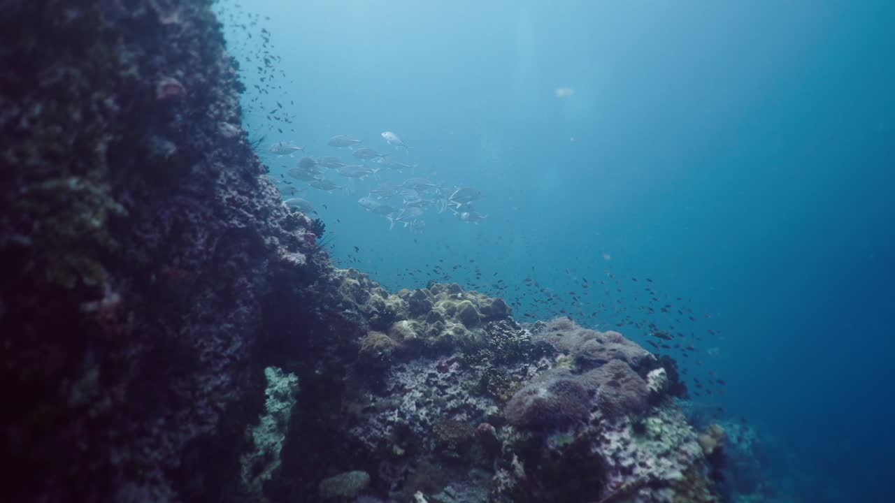 School of Fish Swimming Near a Vibrant Coral Reef