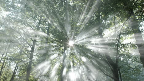 Foggy-trees-in-forest,-sun-rays-through-mist