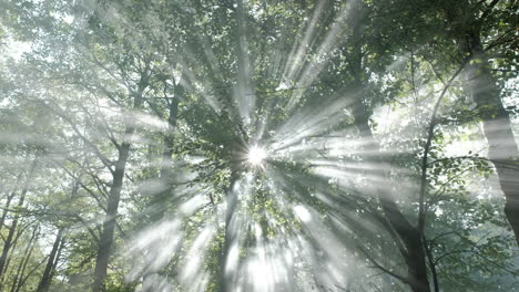 foggy trees in forest, sun rays through mist