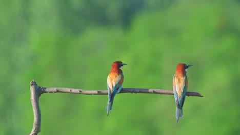 Two-birds-flying-over-from-a-branch