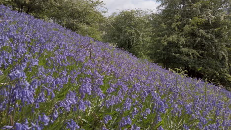 Gran-Parche-De-Campanillas-Comunes-En-Una-Ladera-Empinada,-Rodeado-De-Espinos-En-Flor-En-El-Parque-Nacional-De-Los-Valles-De-Yorkshire