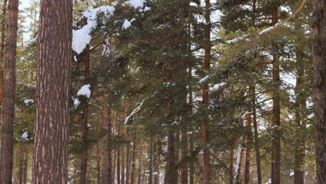 tree branches on the background of snowfall. flakes of snow falling down winter landscape.