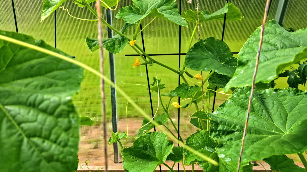 Green cucumber plants on trellis in bright summer greenhouse garden scene