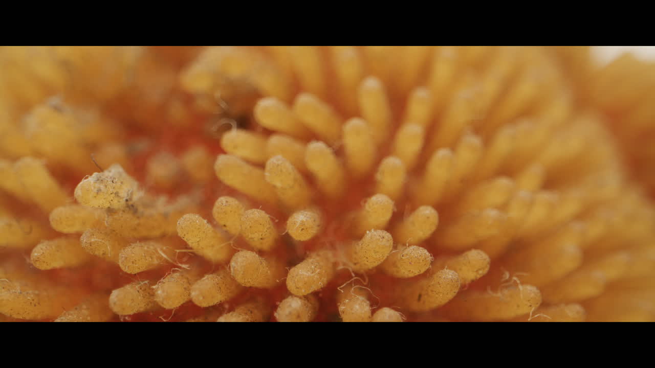 Close-up of a textured sponge-like material