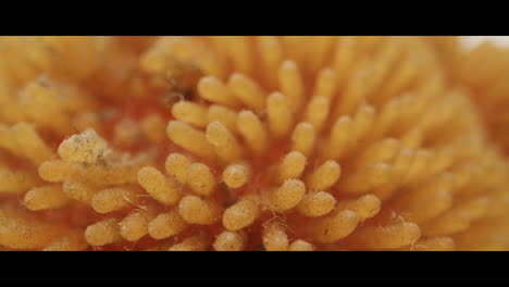 close-up of a textured sponge-like material