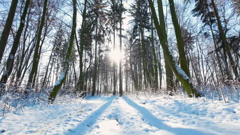 Flying-close-to-snow-covered-ground-after-snowfall-against-the-sun-shining-through-winter-park-trees