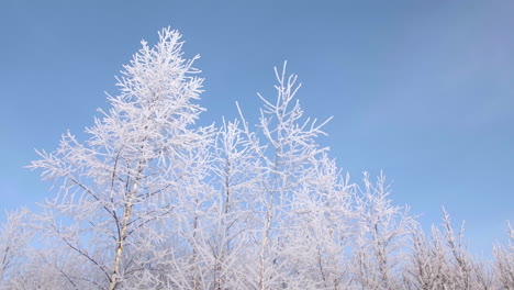 frosted birch trees against a blue sky