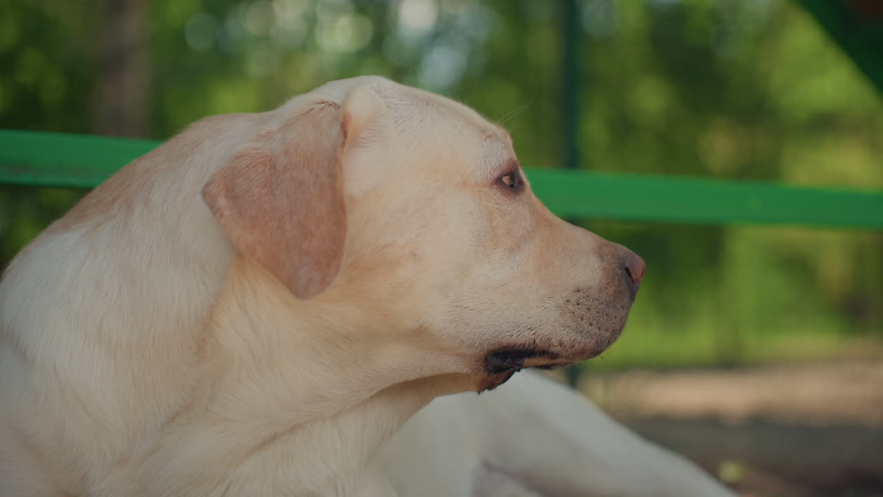 초록색 벤치에 편안하게 앉아 있는 래브라도 개의 모습이에요. 혀를 내밀고 평화로운 표정을 짓고 있는 래브라도의 클로즈업 사진이며, 차분한 래브라도 개의 초상화는 그늘진 초록색 표면에서 혀를 내밀고 평온한 태도를 보여주고 있어요.