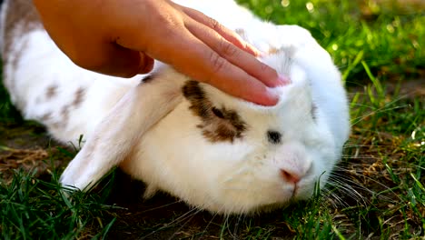 kid's hand petting fluffy white rabbit, close up