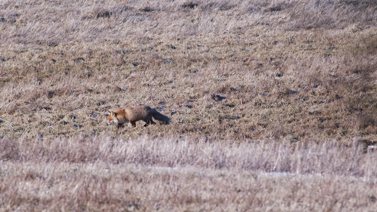 Red fox in early spring morning walking on dry grass meadow