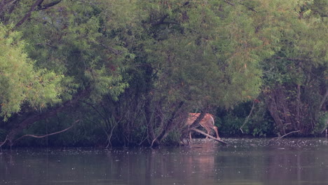 un pequeño cervatillo manchado caminando en el agua de un lago