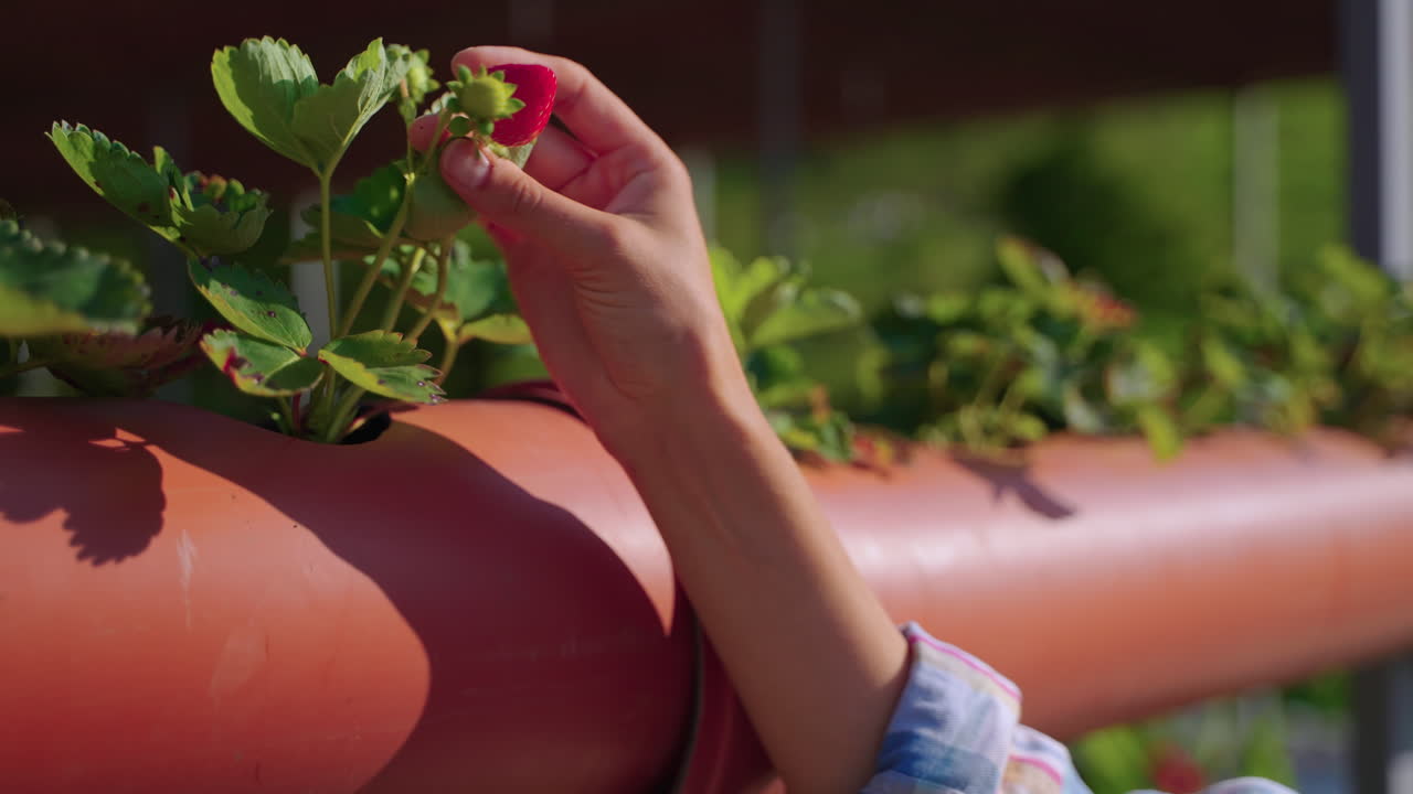 하이드로포닉 시스템에서 딸기를 채취하는 것