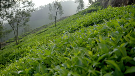 Vista-De-Cerca-De-Hermosas-Plantas-De-Té