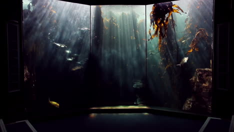 penguin swimming in the fish tank