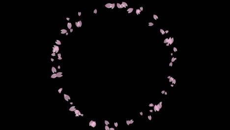 animation of cherry blossom petals spreading in a circle (6 color background set, including chroma key)