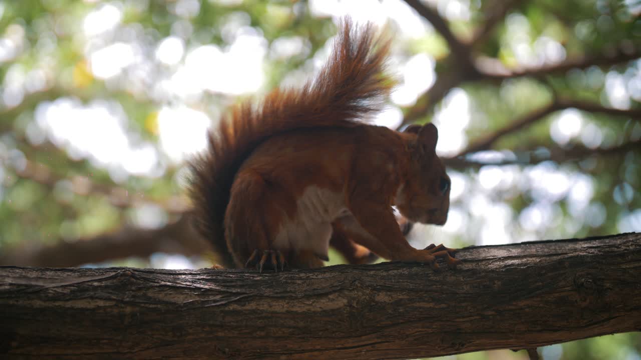 Cute squirrel dropping a nut and scratching while sitting on a branch of a tree