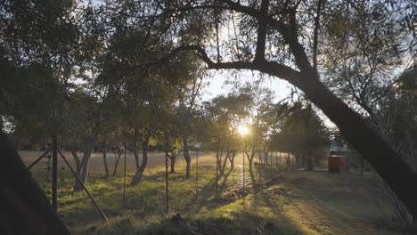 golden hour sunlight through trees in a rural landscape