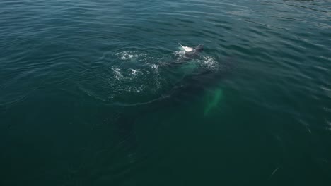 Madre-Y-Bebé-Aleta-De-Cola-De-Ballena-Bofetadas-Agua-Océano-Costa-Rica