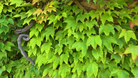 lush green vines covering a stone wall