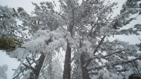 Slow-Motion-Snowy-Forest-in-Troodos-Mountains,-Cyprus