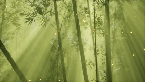 asian bamboo forest with morning fog weather