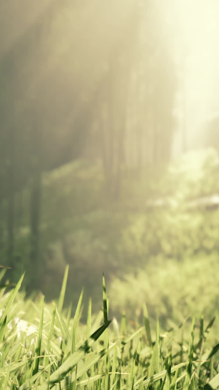hermosa hierba verde en un bosque de niebla