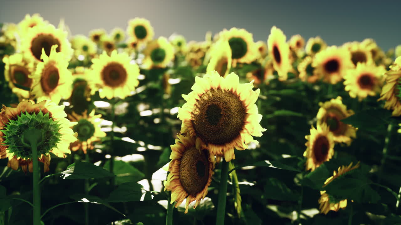 потрясающее поле подсолнечников