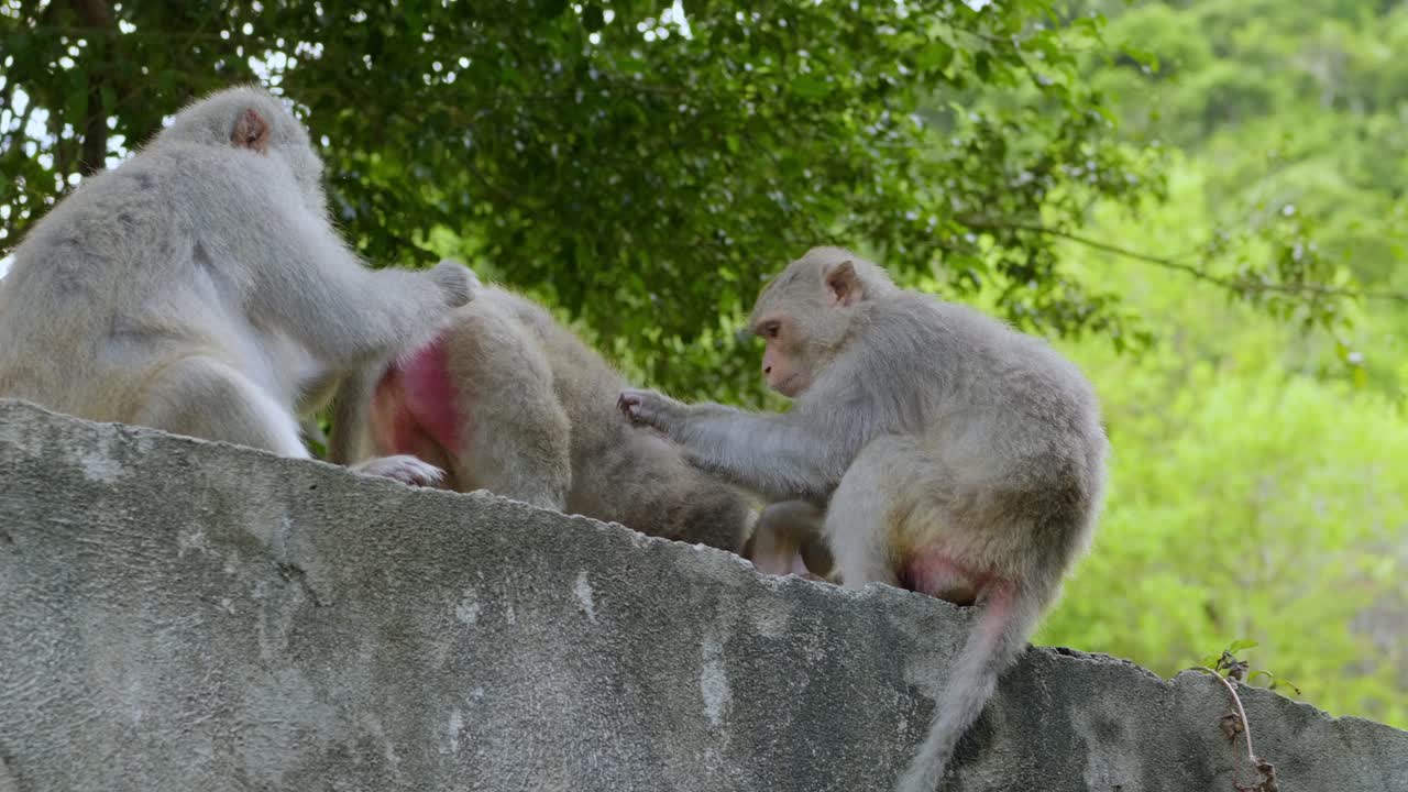 meticulosos hábitos de aseo de los monos