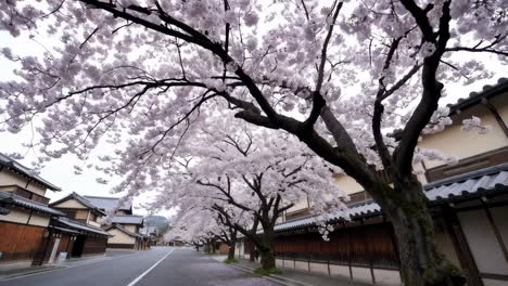 cherry blossoms in a japanese town