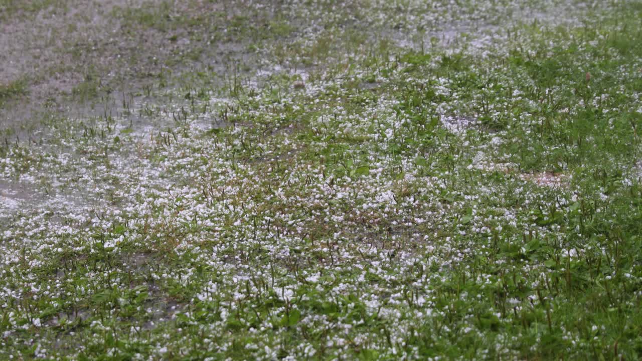 Large hail falls on the green grass.