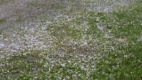 large hail falls on the green grass.