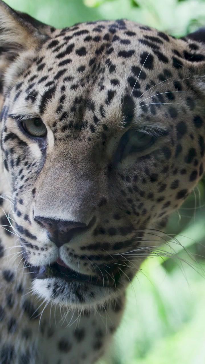 Leopar, çimenli hayvanat bahçesi kafesinde yavaşça hareket ediyor, doğal gün ışığı, yakın çekim, sabit kamera, düşünceli bir ruh hali