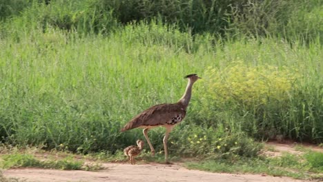 wide shot of a kori bustard and its two chicks walking through the green kgalagadi transfrontier park