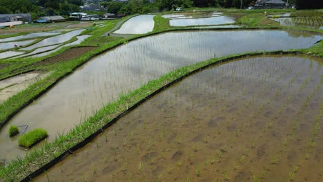 Vuelo-Cinematográfico-En-Cámara-Lenta-Sobre-Arrozales-Llenos-De-Agua-Con-Reflejos-Del-Cielo