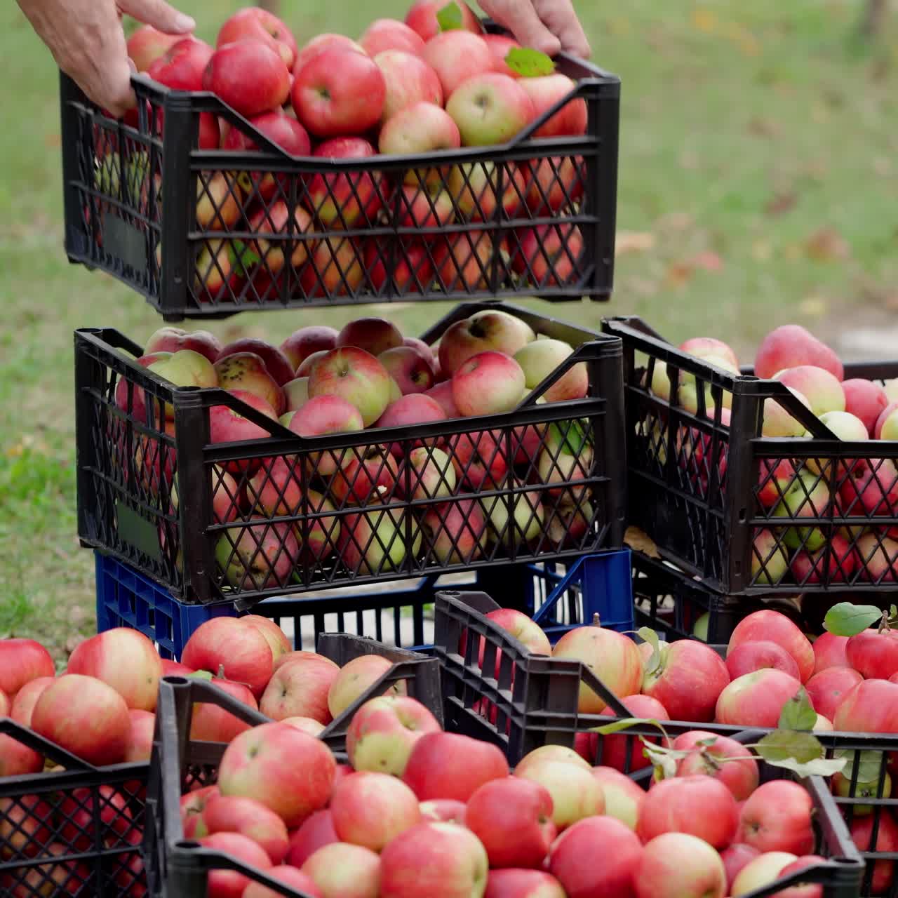 Piles of drawers with fresh apples in the garden. Farmer brings a drawer with organic fruits. Background of juicy red apples in black boxes.