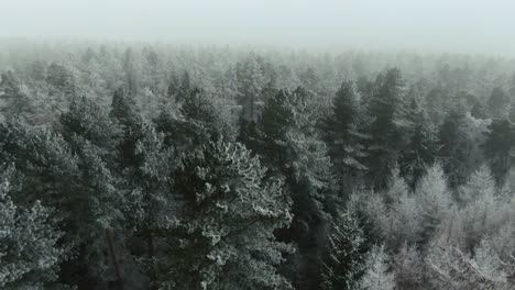 Seitliche-Drohnenaufnahme-Von-Teilweise-Schneebedeckten-Koniferen-Weihnachtsbäumen-Während-Eines-Nebligen-Schneesturms-Wie-Bedingungen