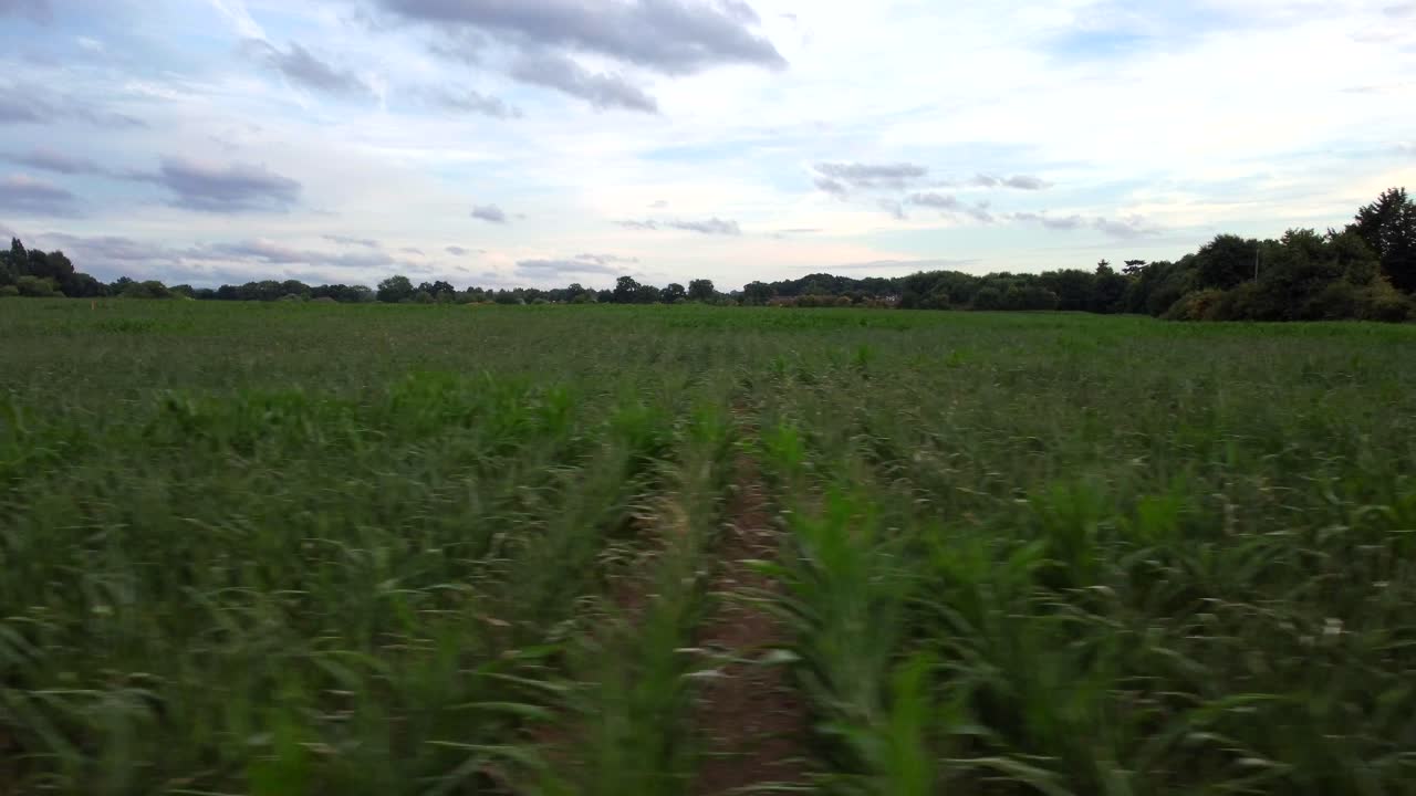 Drone shot flying over a cornfield on farmland in Britain