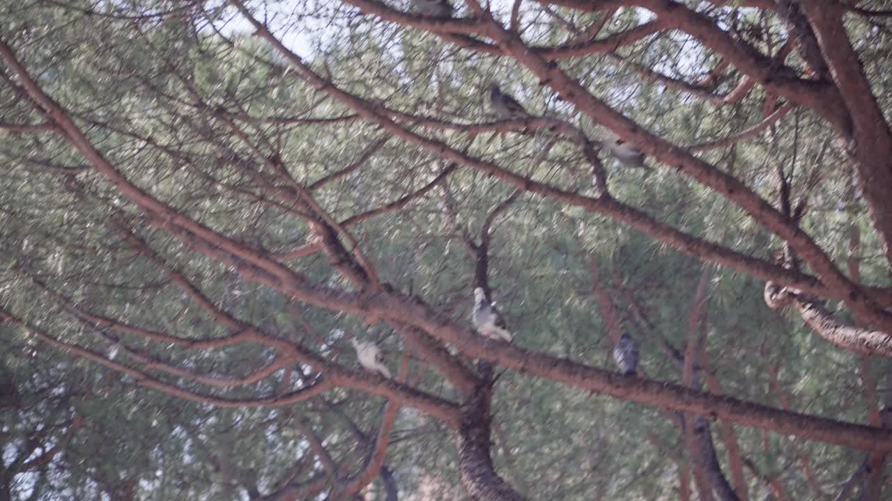 Camera shot of pigeons in the tree in Naples, Italy