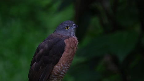 Mirando-Hacia-Arriba-Y-Mirando-Hacia-El-Lado-Derecho-Del-Marco,-Gavilán-Chino-Accipiter-Soloensis,-Tailandia