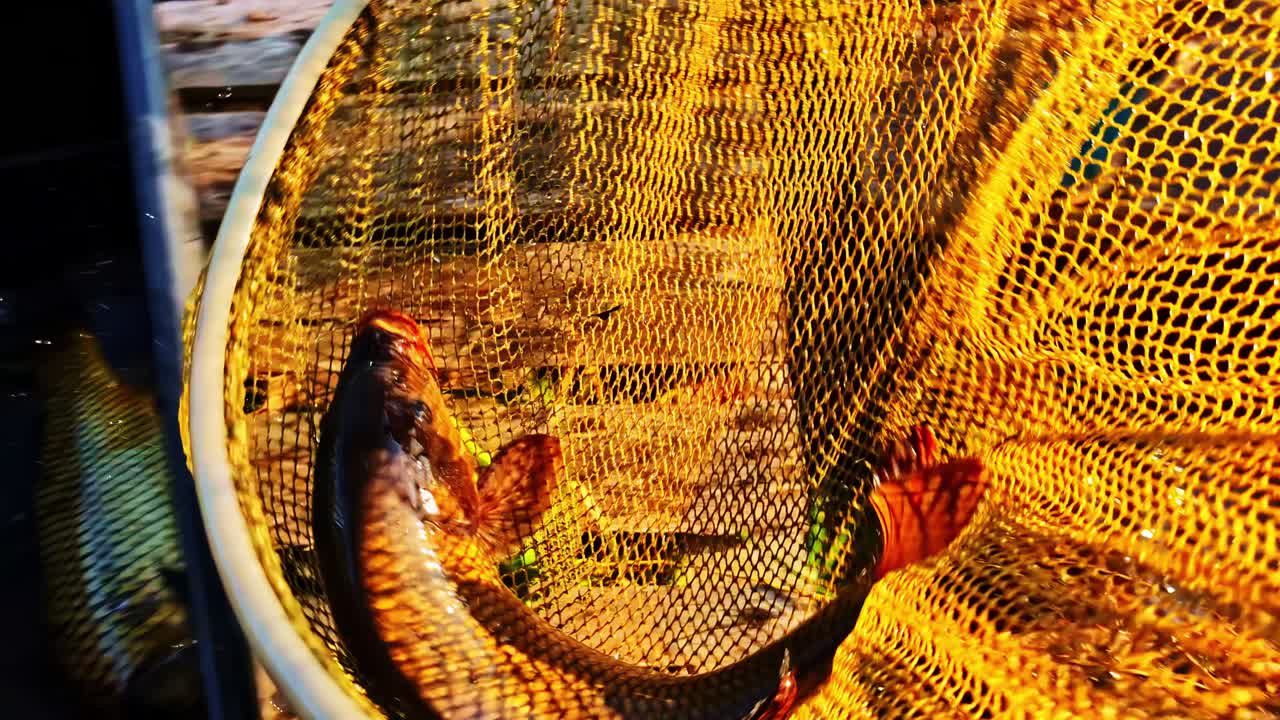 Man uses net to pull large wriggling fish from water and toss into black holding tub