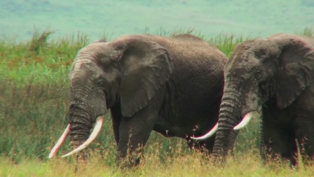 사바나에서 풀을 뜯는 아프리카 코끼리