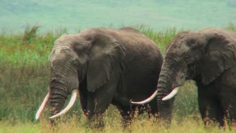 african elephants graze on the savannah