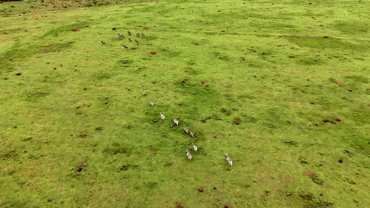 A herd of zebras running across a grassy African savannah, symbolizing freedom
