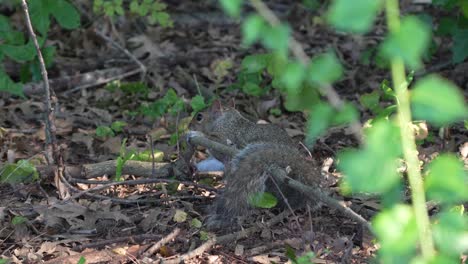 una ardilla gris en el bosque masticando un palo mientras está acostada en el suelo