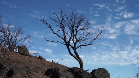 the aftermath of valley fire, 2015, lake county, california