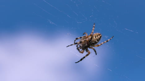 araña en una red contra un cielo azul