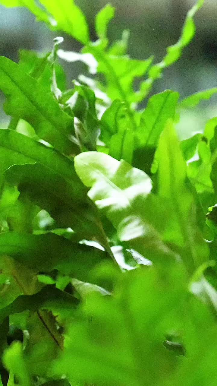 Close-up of vibrant green fern leaves